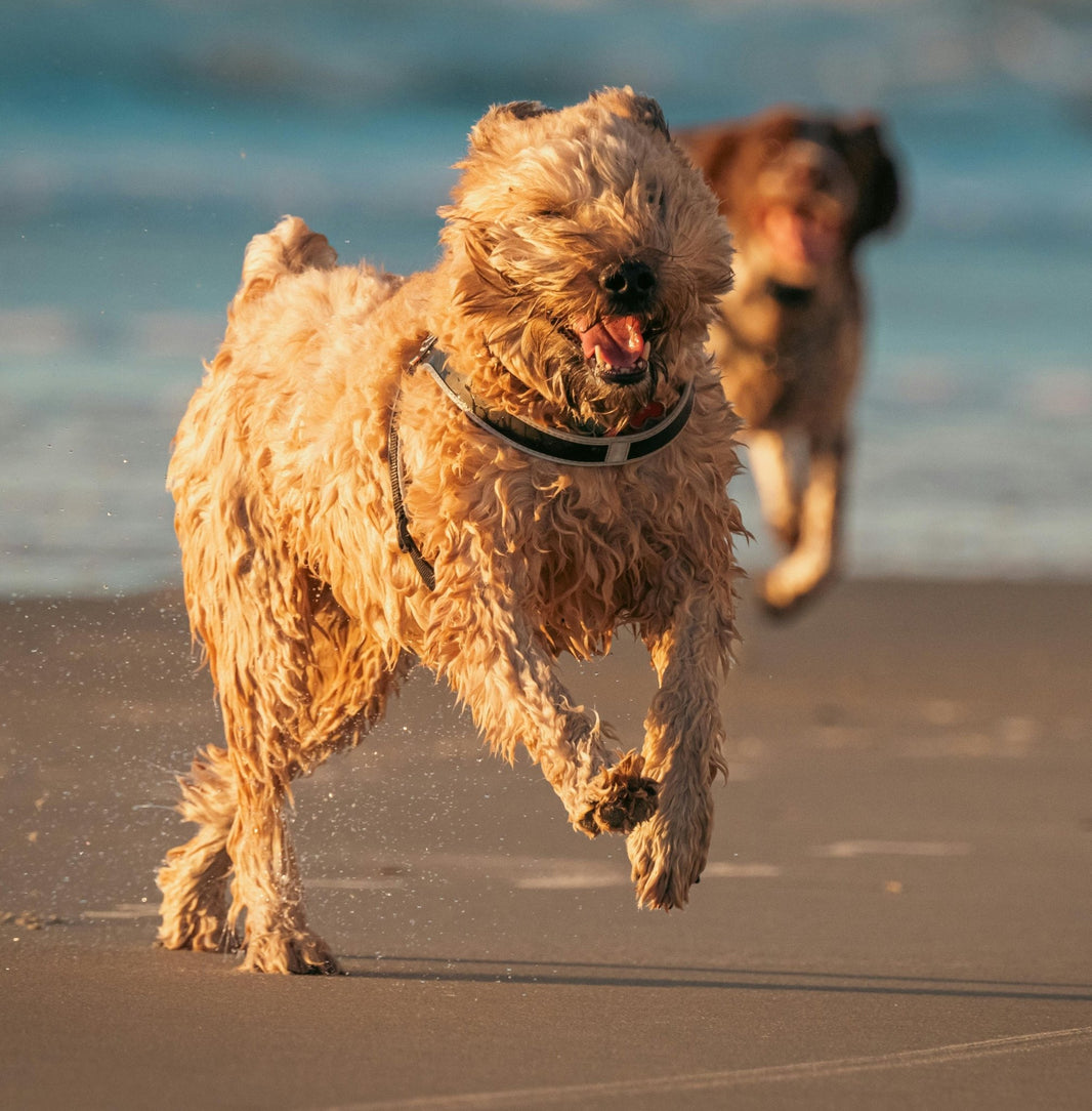 Amicu Liberu - Pearly Shampoo: Anti Flea & Tick - Pooey Mu