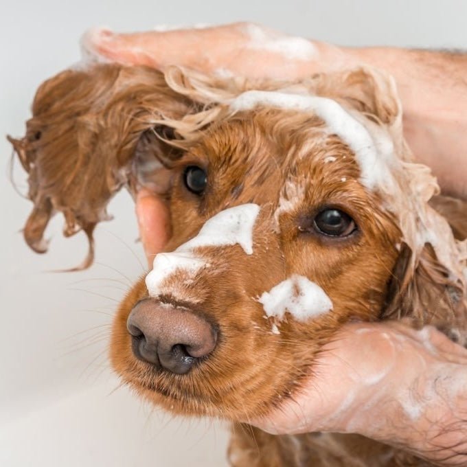 Why You Should Avoid Sulfates in Your Dog’s Shampoo | Pooey Mu
