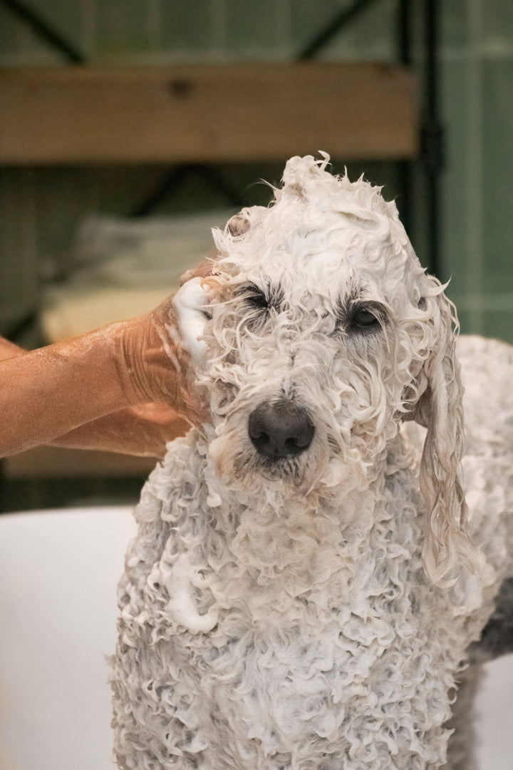 Amicu Corsu - Pearly Shampoo: Brilliant Coat - Pooey Mu