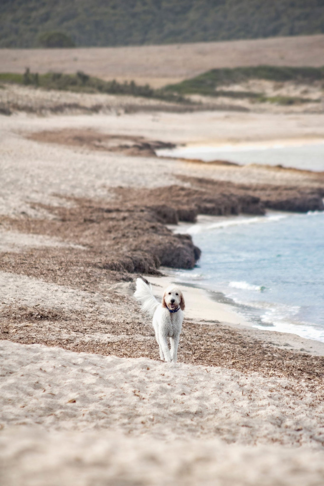 Amicu Liberu - Pearly Shampoo: Anti Flea & Tick - Pooey Mu