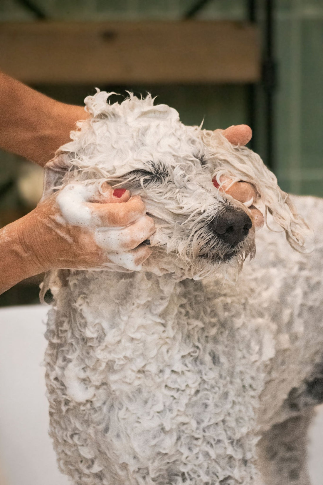 Amicu Liberu - Pearly Shampoo: Anti Flea & Tick - Pooey Mu