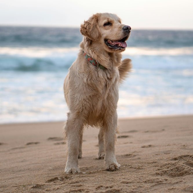 Amicu Liberu - Pearly Shampoo: Anti Flea & Tick - Pooey Mu